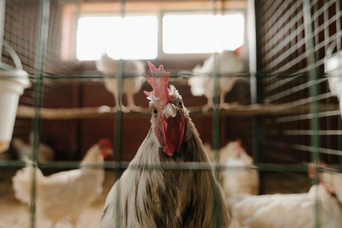 Comment élever des poules&nbsp;pondeuses